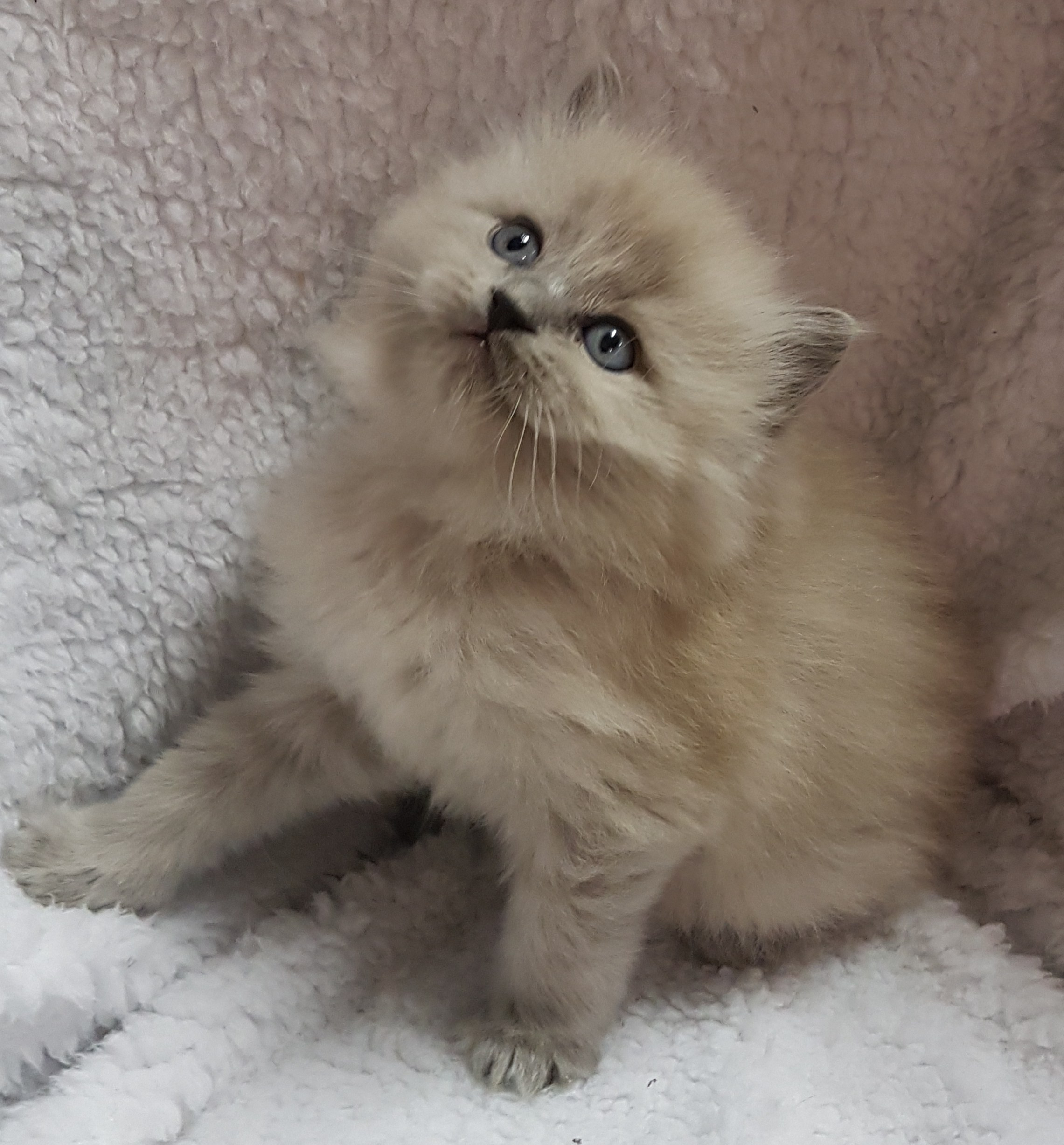 Solid Mink Ragdoll