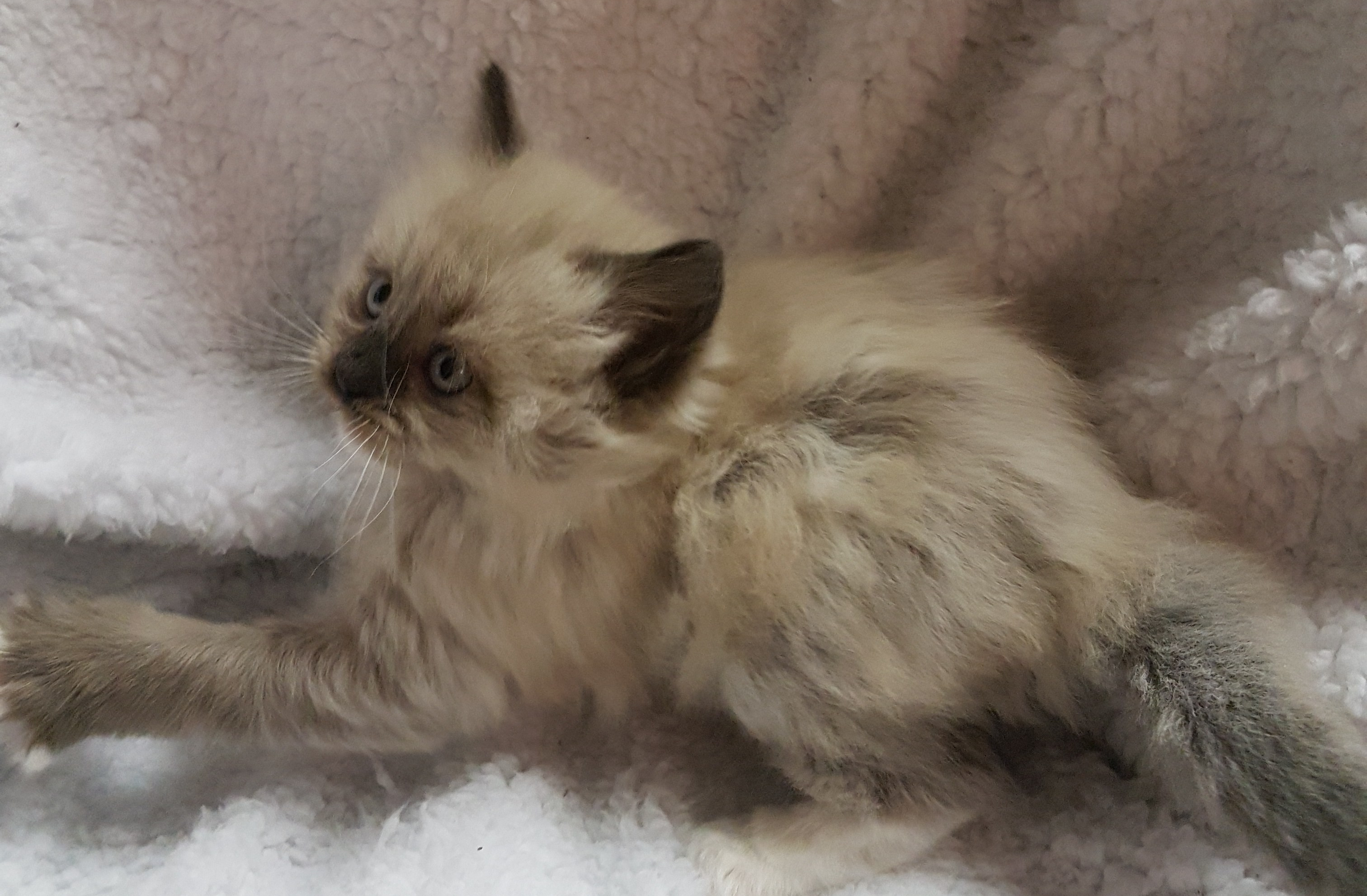 Seal Point Mink Ragdoll Kitten