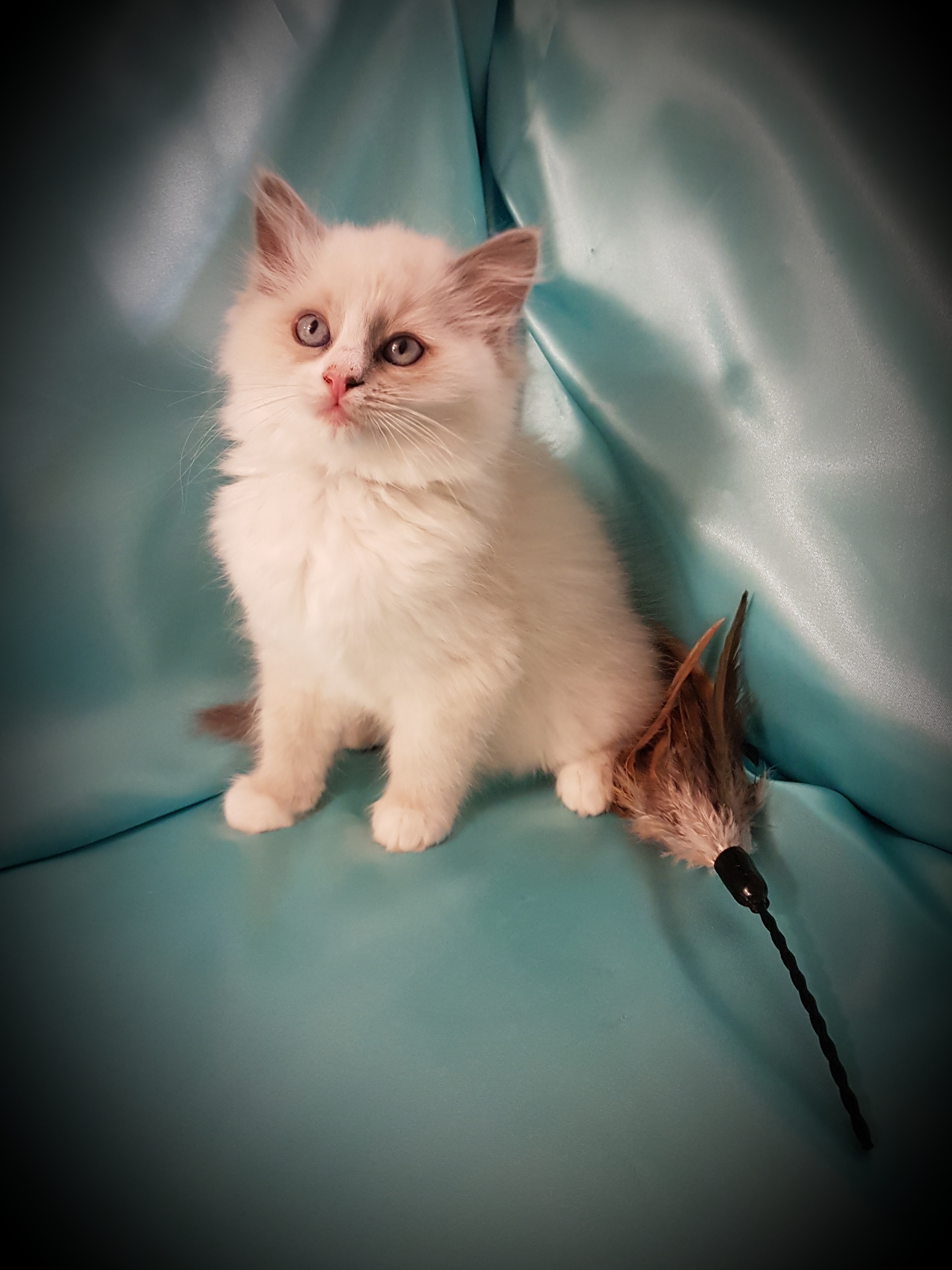 Blue Bicolor Female Ragdoll