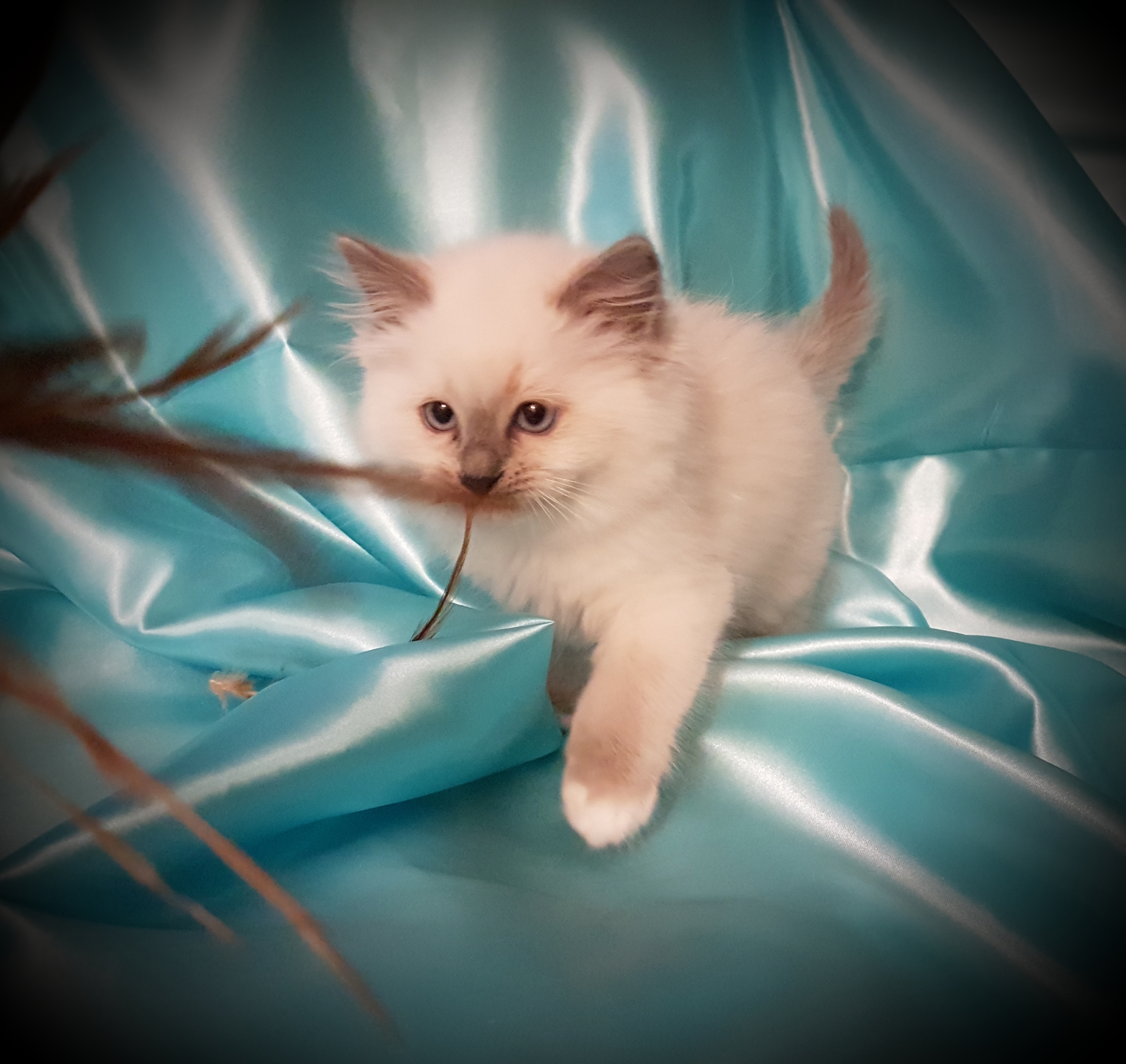 Blue Mitted Traditional Female