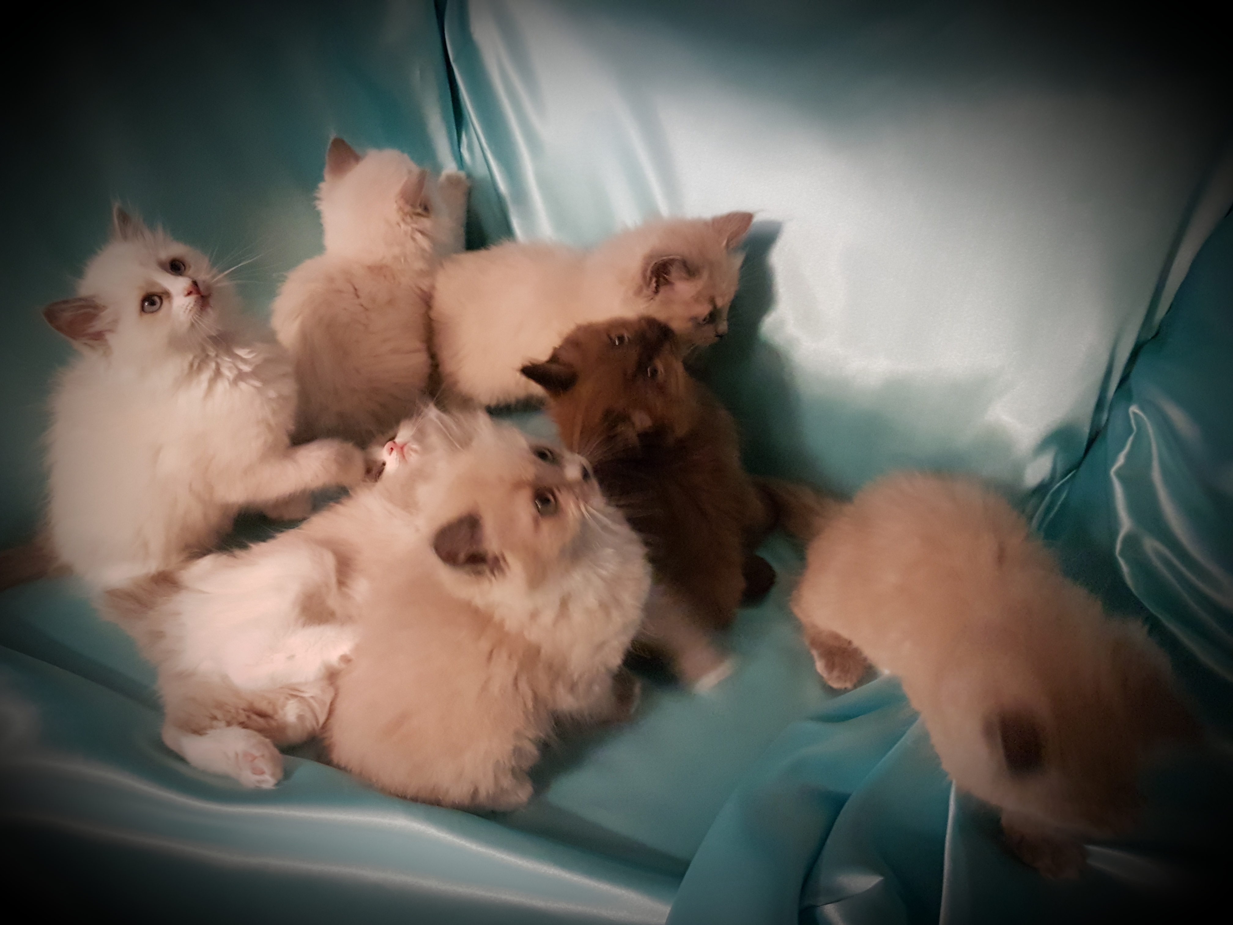 Ragdoll Kittens 8.5 Weeks Old