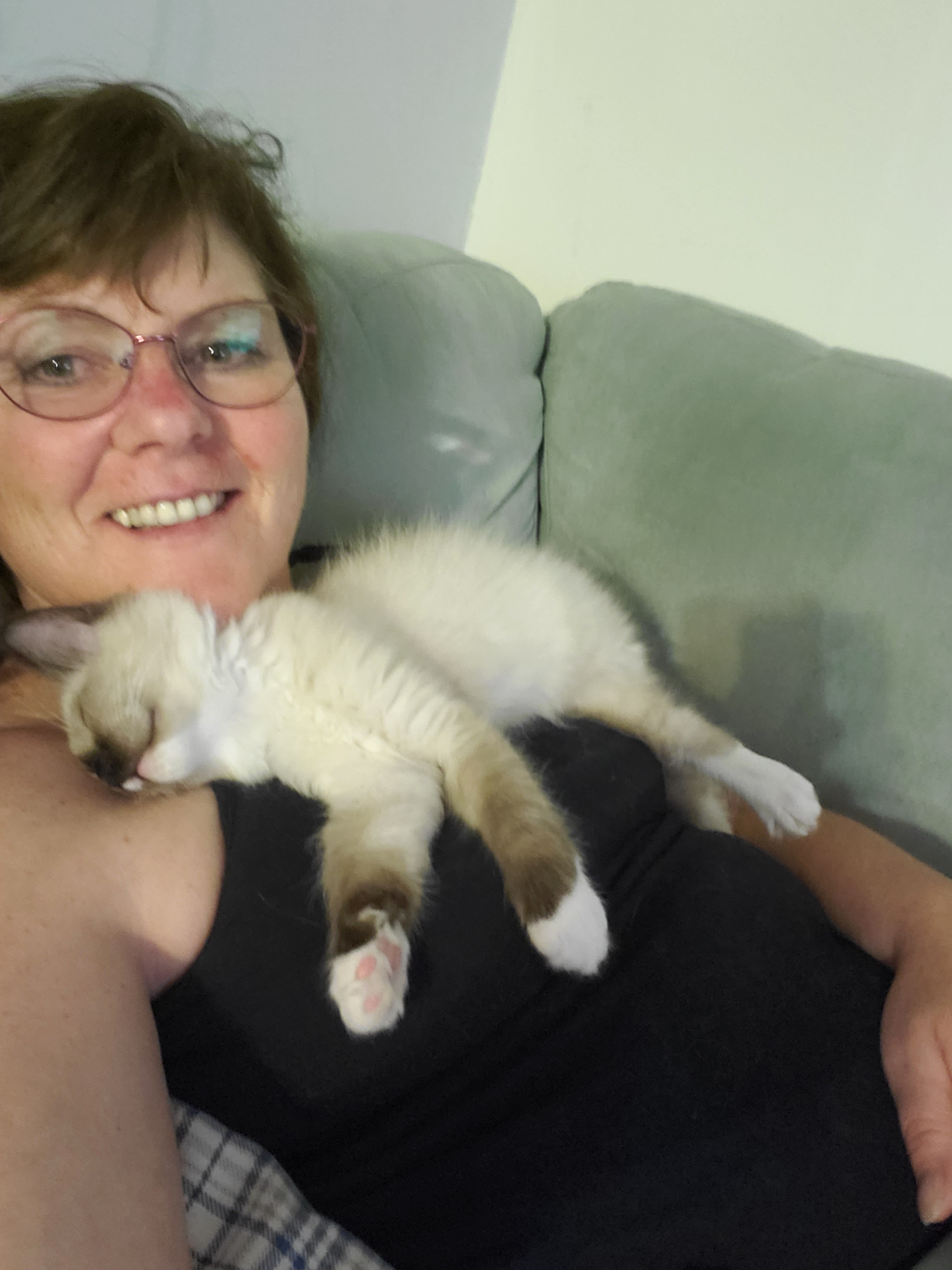 Seal Mitted Male Ragdoll Kitten