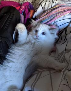 Blue Bi-color Male Ragdoll Kitten