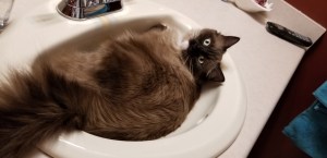 Seal Mitted Mink Female Ragdoll