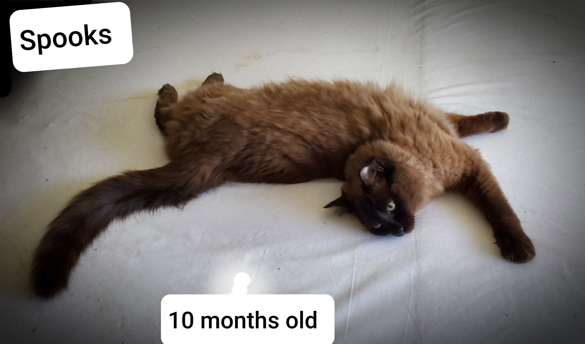 Seal Sepia Mink Ragdoll