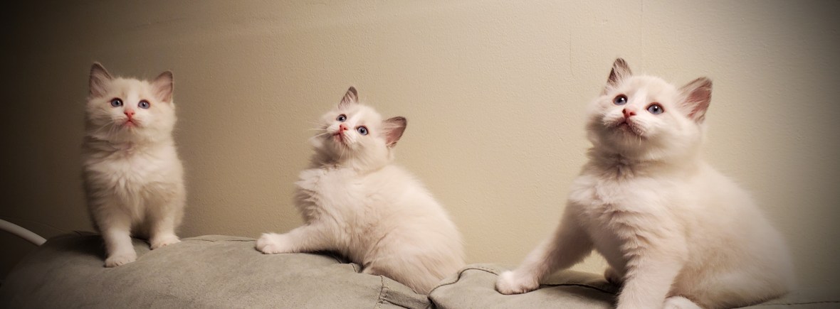 Ragdoll kittens