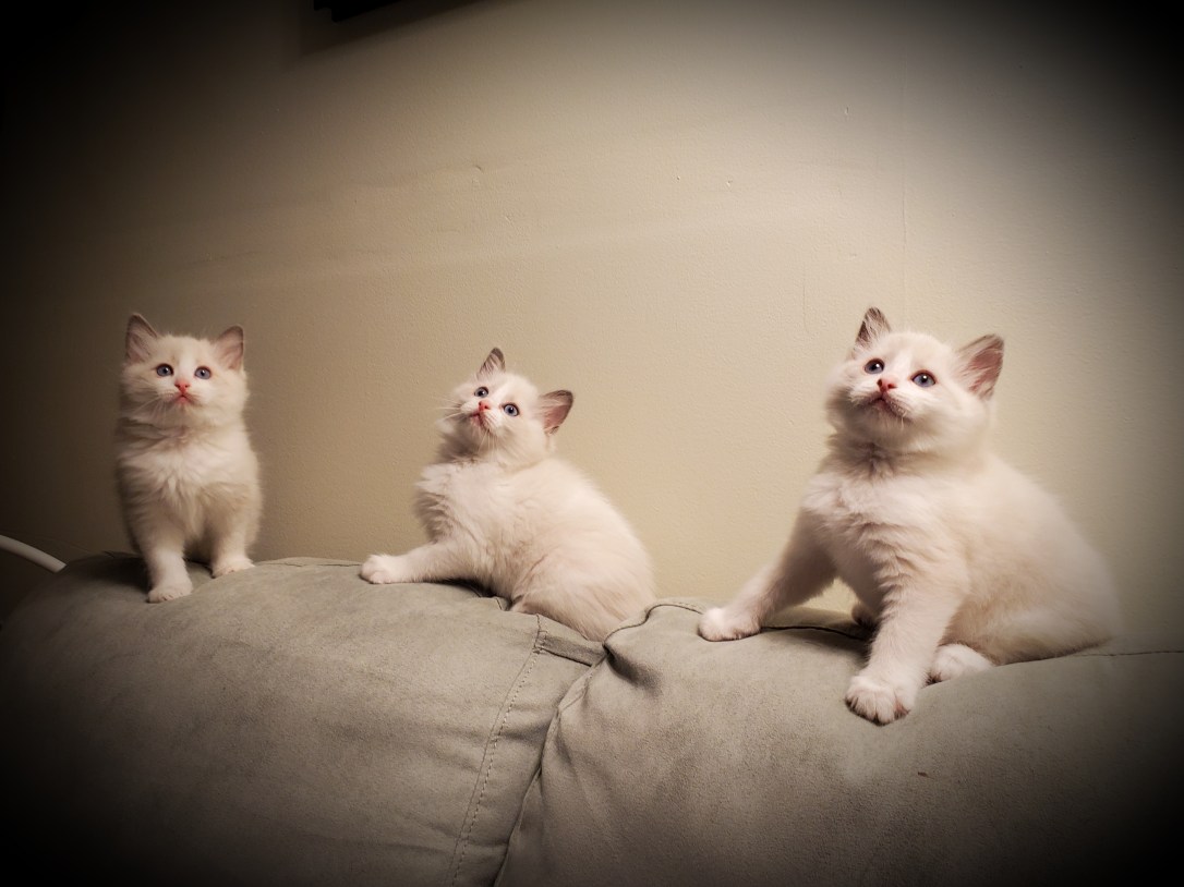 Ragdoll kittens