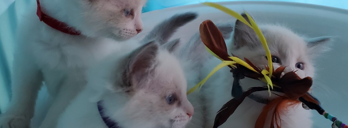 Ragdoll kittens