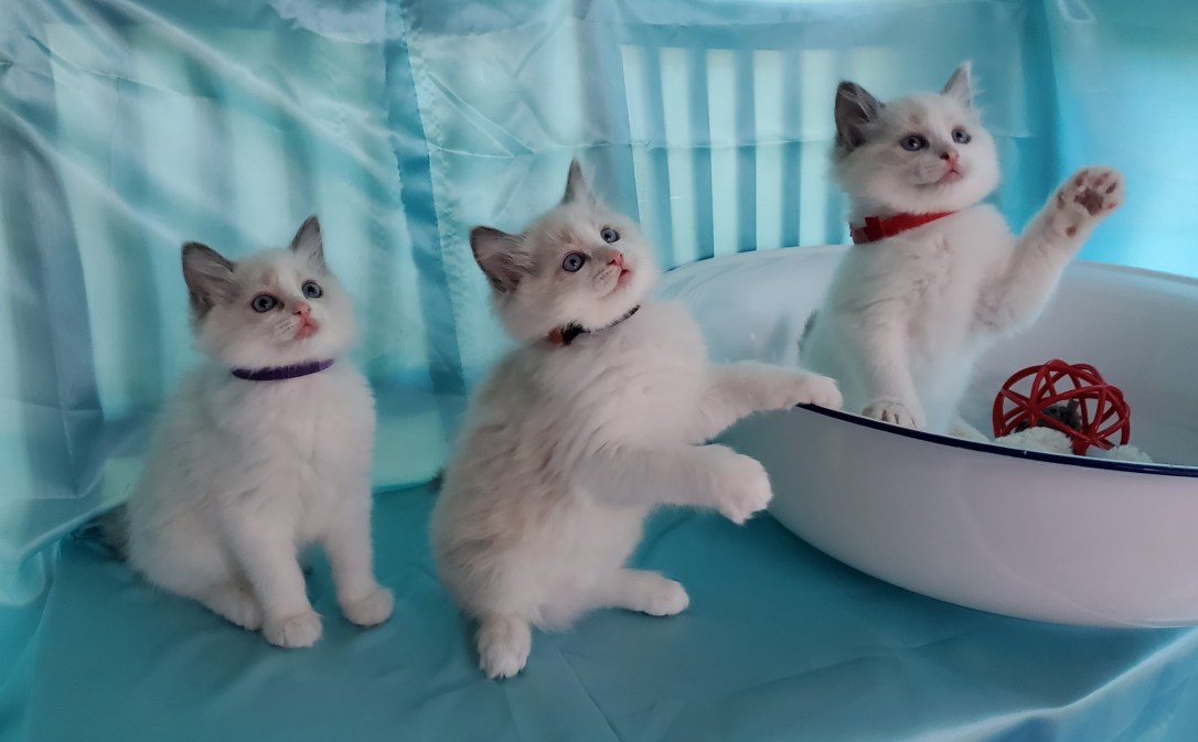 Ragdoll kittens