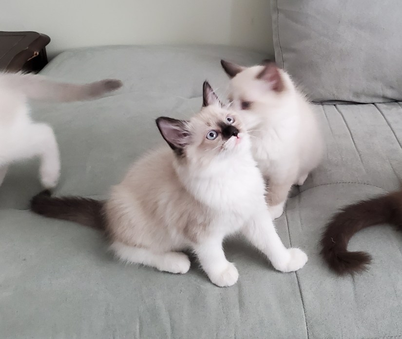 Ragdoll kittens