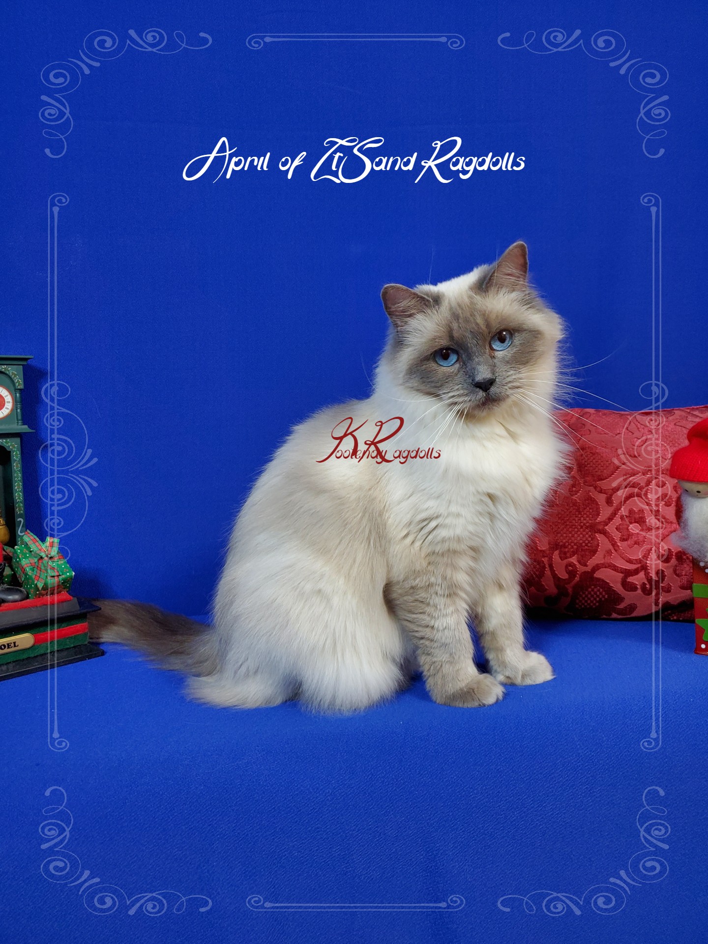 Queens – Kootenay Ragdolls