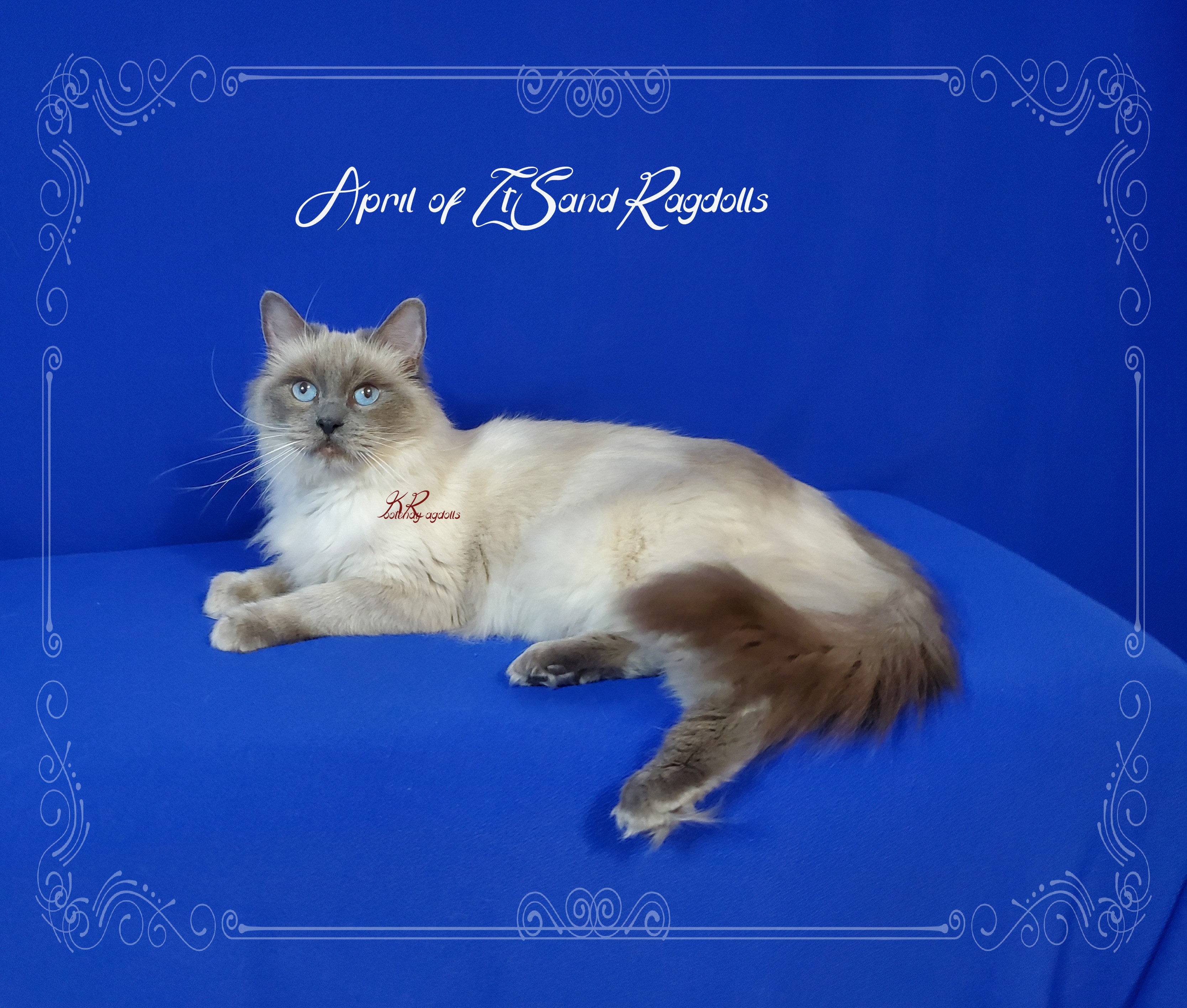 Queens – Kootenay Ragdolls
