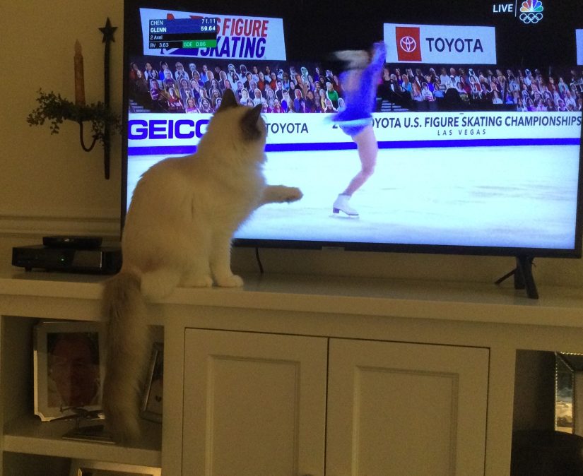 Blue Bi-color Ragdoll Kitten