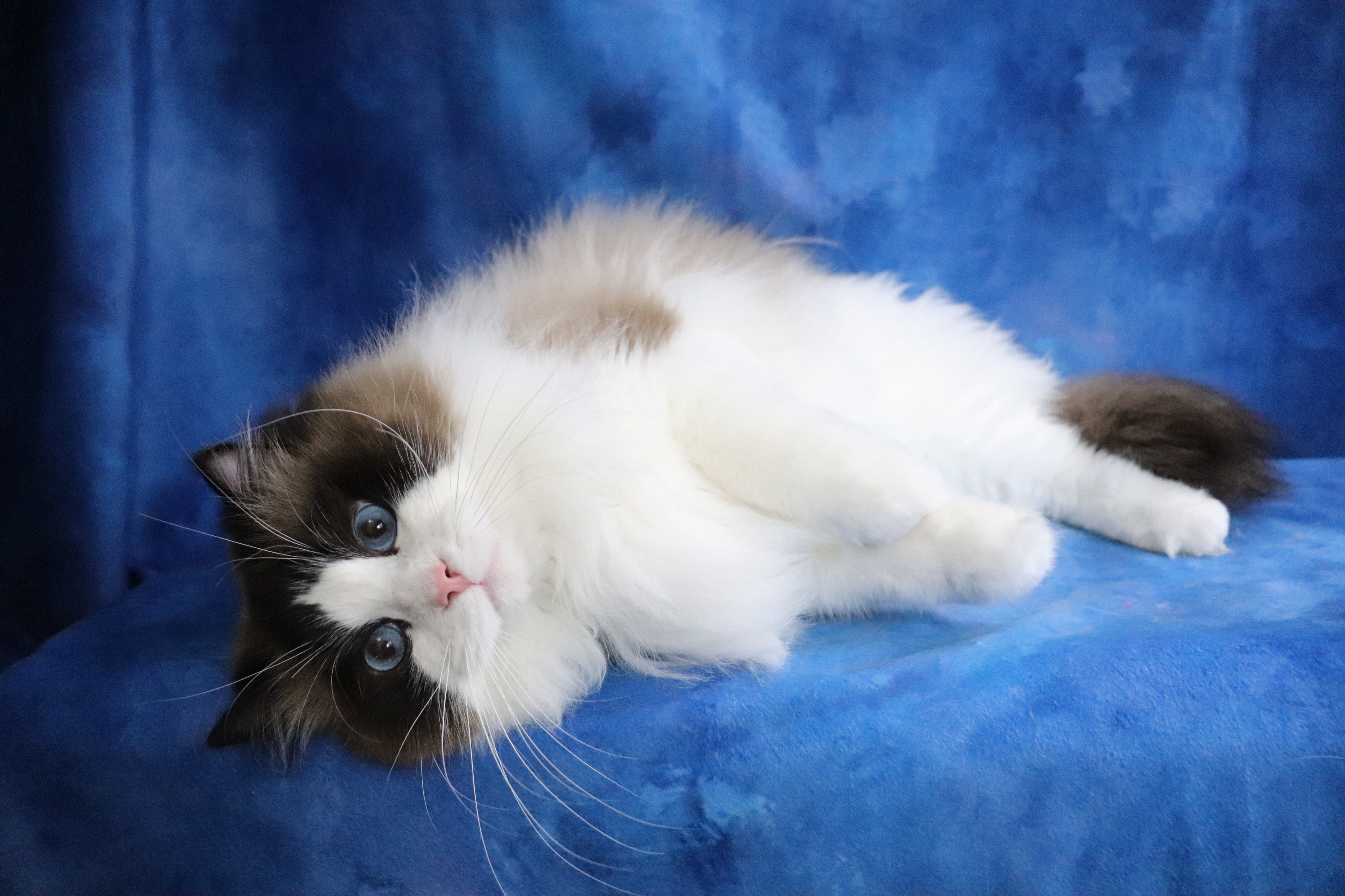 The Ragdoll – Kootenay Ragdolls