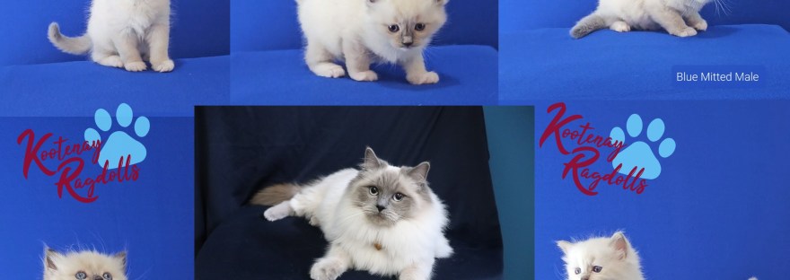 Ragdoll kittens